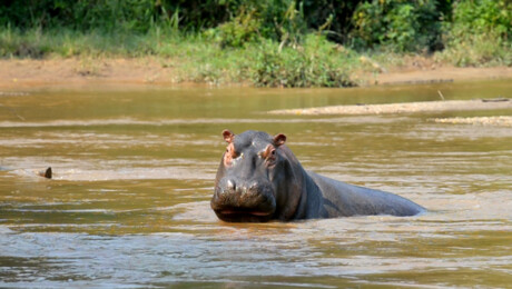 Nijlpaardenpoep en schorpioenenstaarten